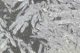 Fossil Graptolite Cluster (Didymograptus) - Great Britain #103442-1